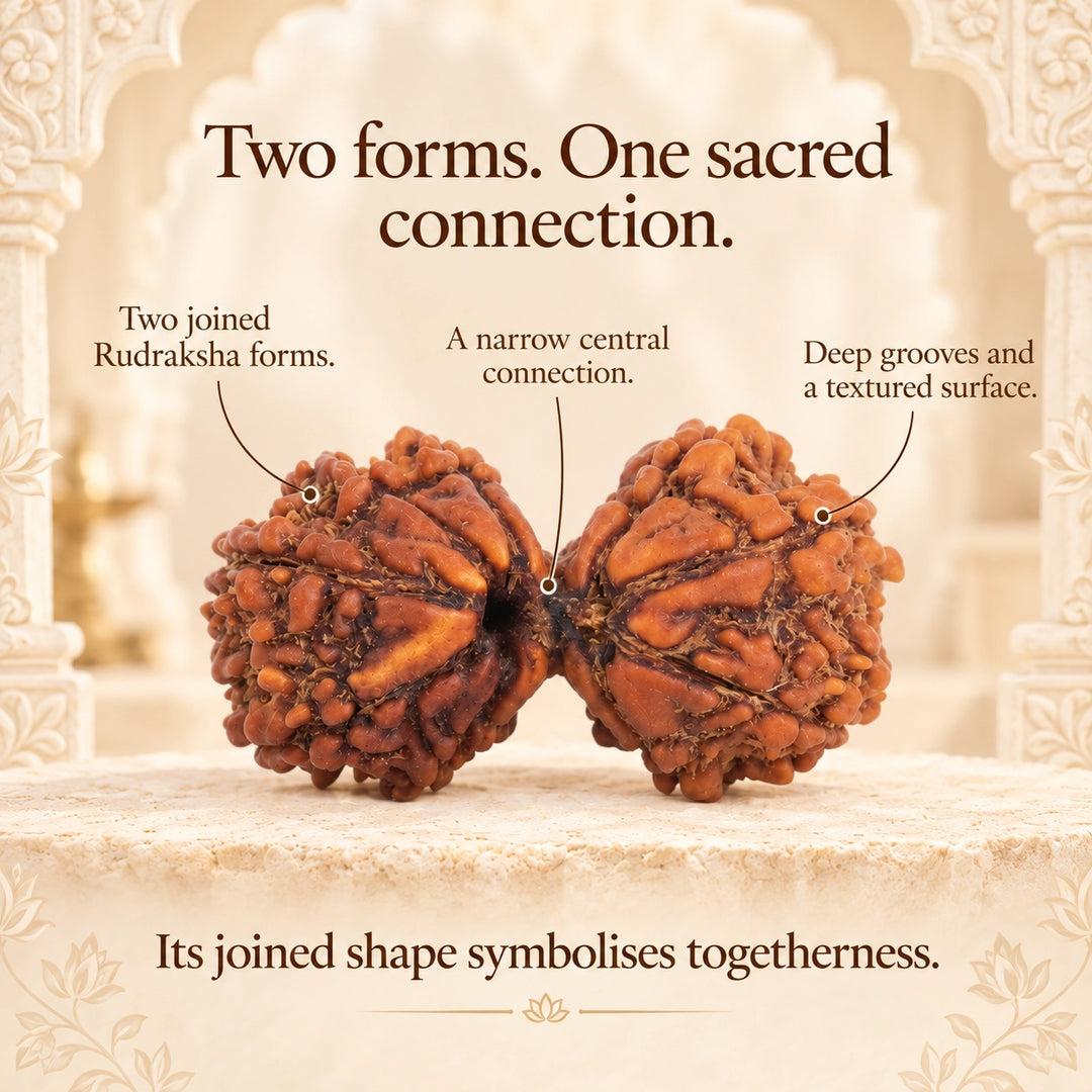 Gauri Shankar Original Rudraksha - Nepal Origin | Lab Tested Certified