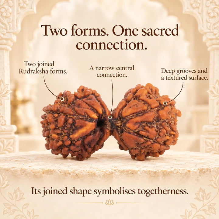Gauri Shankar Original Rudraksha - Nepal Origin | Lab Tested Certified