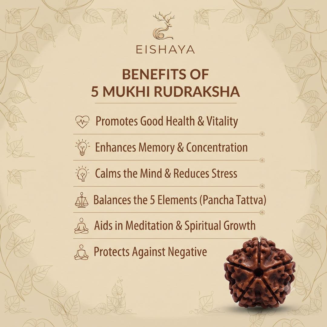 5 Mukhi Rudraksha - Original Natural Sacred Bead | Lab Tested Certified